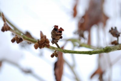 Hamamelis mollis - vilín měkký - zima